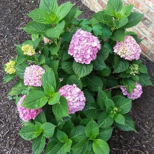 Meet your Posher, Martha